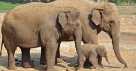 Казка про слона - Nochdobra.com